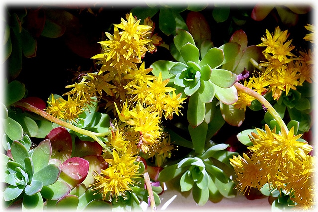Orpin de palmer (Sedum palmeri)