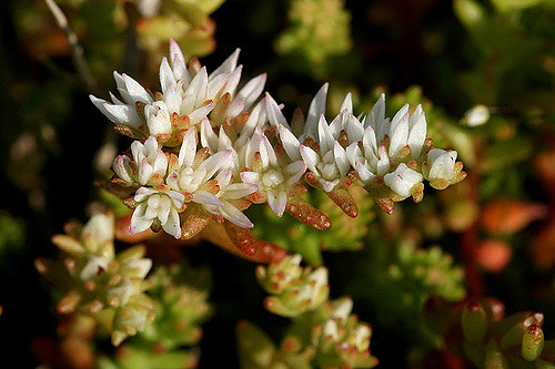 Orpin pulchellum (Sedum pulchellum)