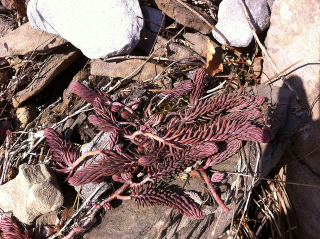 Orpin rougeâtre (Sedum rubens)