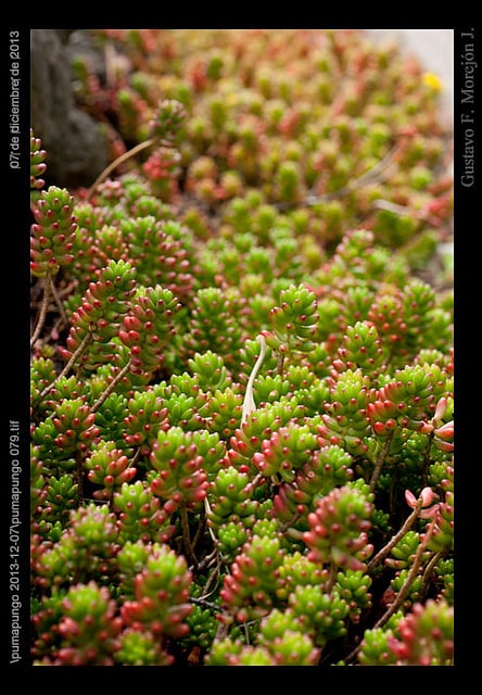 Sedum rubrotinctum