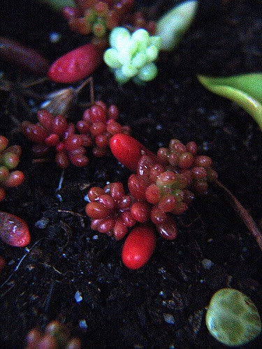 Sedum rubrotinctum