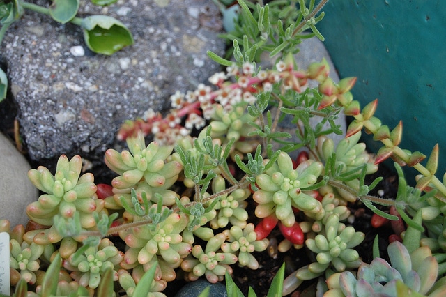 Sedum rubrotinctum