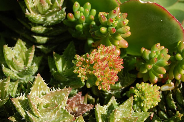 Sedum rubrotinctum