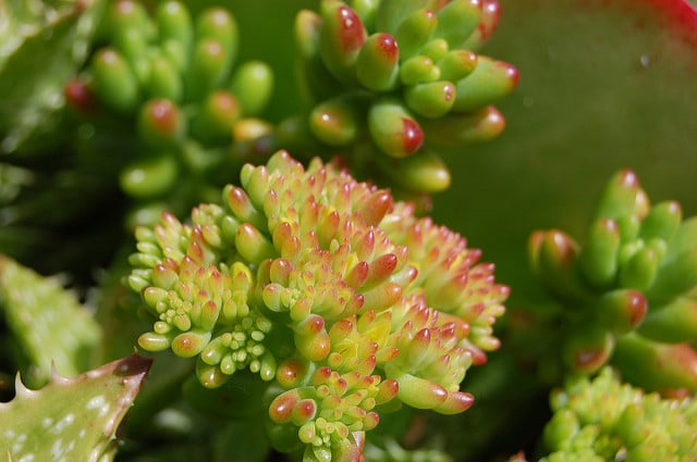 Sedum rubrotinctum