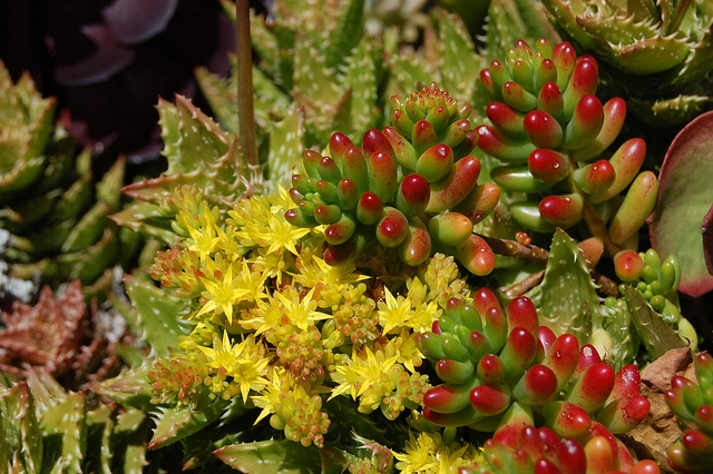 Sedum rubrotinctum
