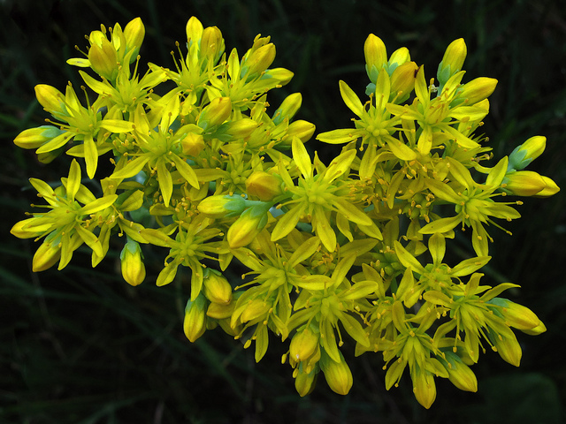 Orpin des rochers (Sedum rupestre)