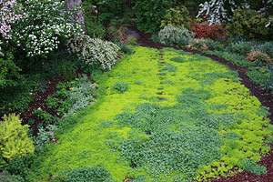 Orpin sarmenteux (Sedum sarmentosum)