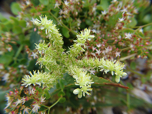 Orpin blanc jaunâtre (Sedum sediforme)