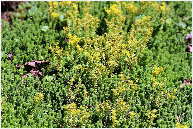 Orpin à six angles (Sedum sexangulare)