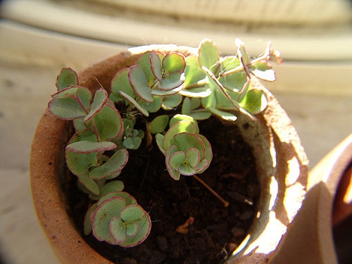 Orpin de siebold (Sedum sieboldii)