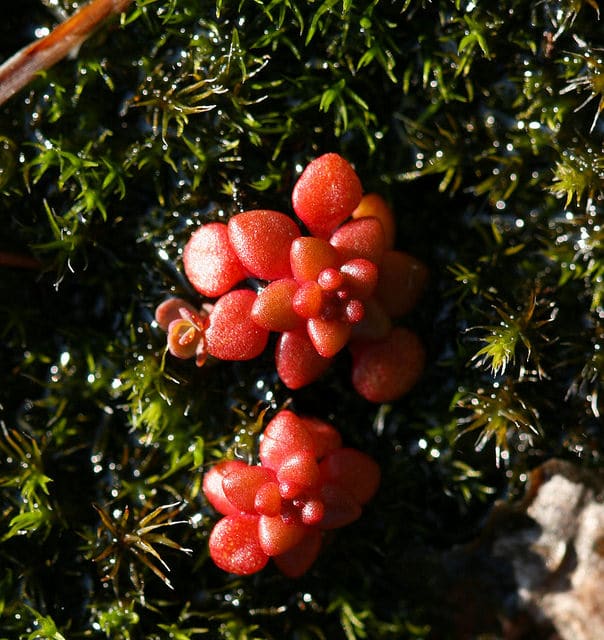 Sedum smallii