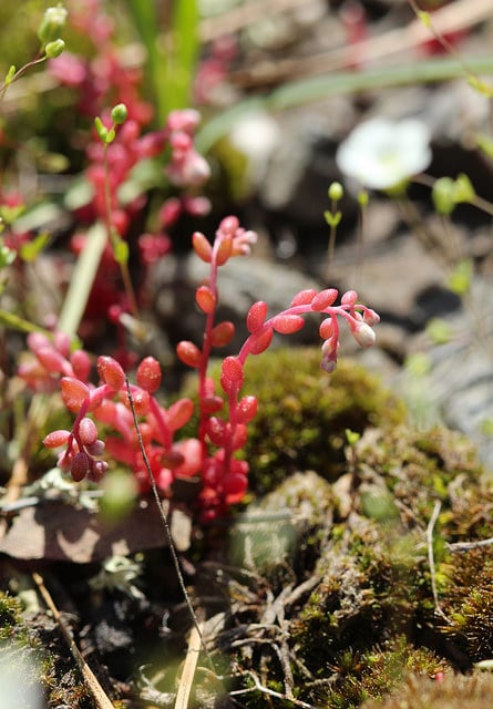 Sedum smallii