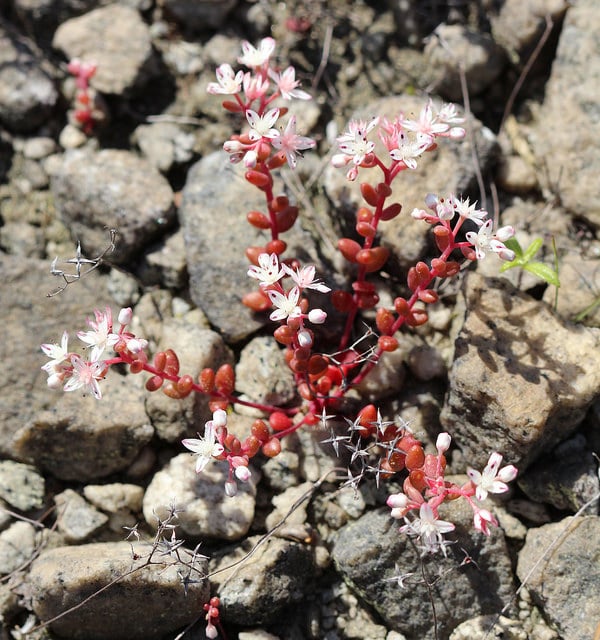 Sedum smallii