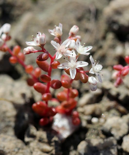 Sedum smallii