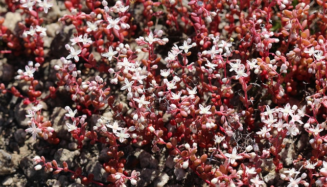 Sedum smallii