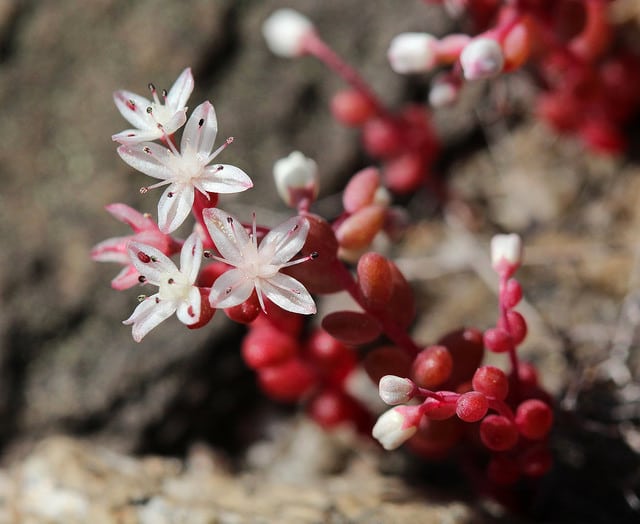 Sedum smallii (Sedum smallii)
