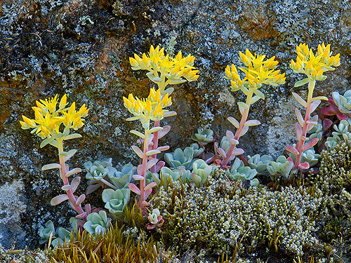Orpin spatulé (Sedum spathulifolium)