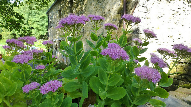 Sédum remarquable (Sedum spectabile)