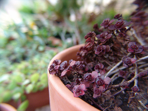 Orpin bâtard (Sedum spurium)