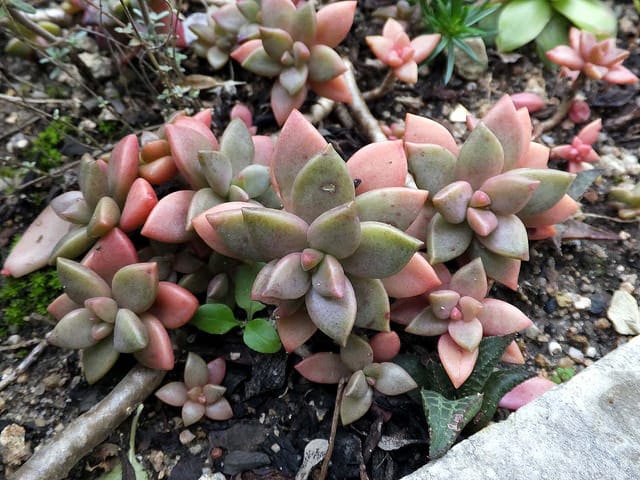 Sedum stahlii