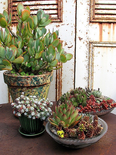Sedum stahlii