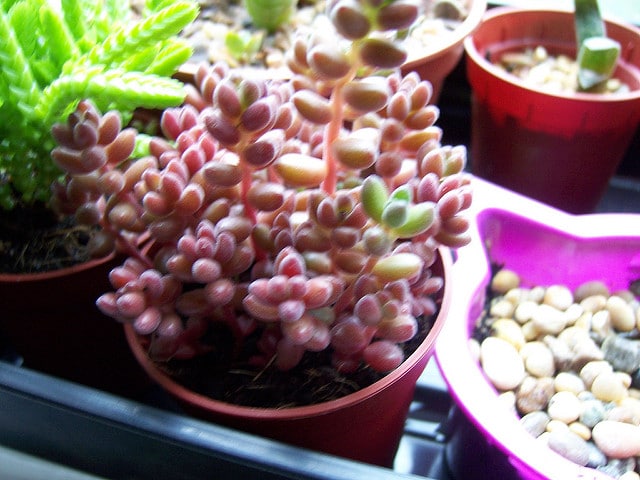 Sedum stahlii