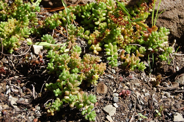 Sedum stahlii