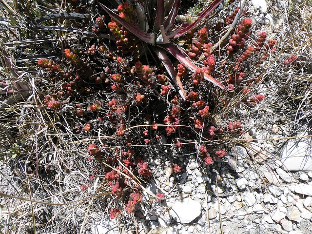 Sedum stahlii
