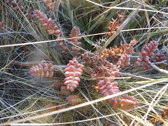 Sedum stahlii (Sedum stahlii)