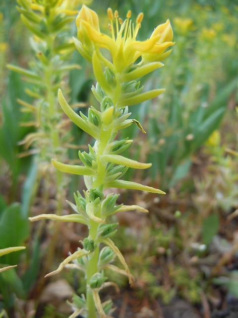 Sedum stenopetalum