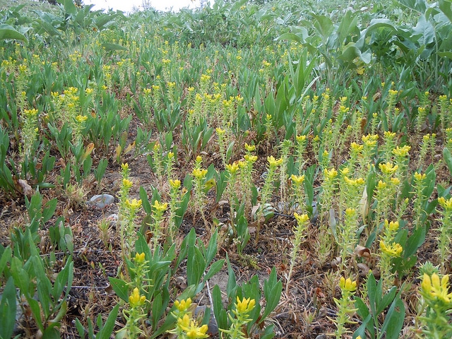 Sedum stenopetalum