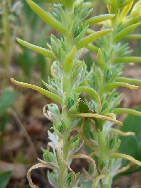 Sedum stenopetalum
