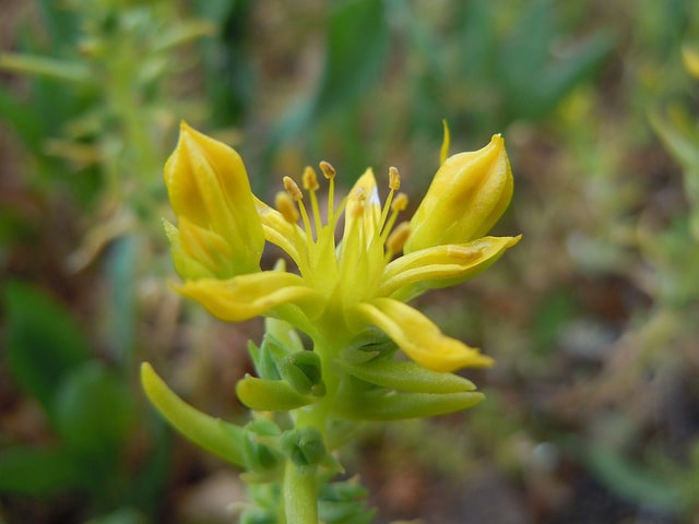Sedum stenopetalum