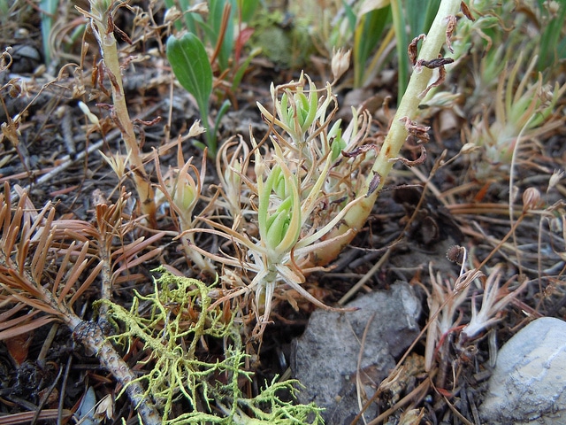 Sedum stenopetalum