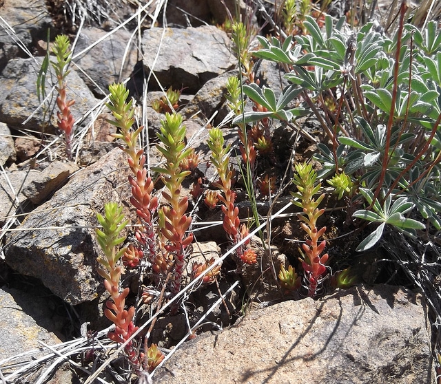 Sedum stenopetalum (Sedum stenopetalum)
