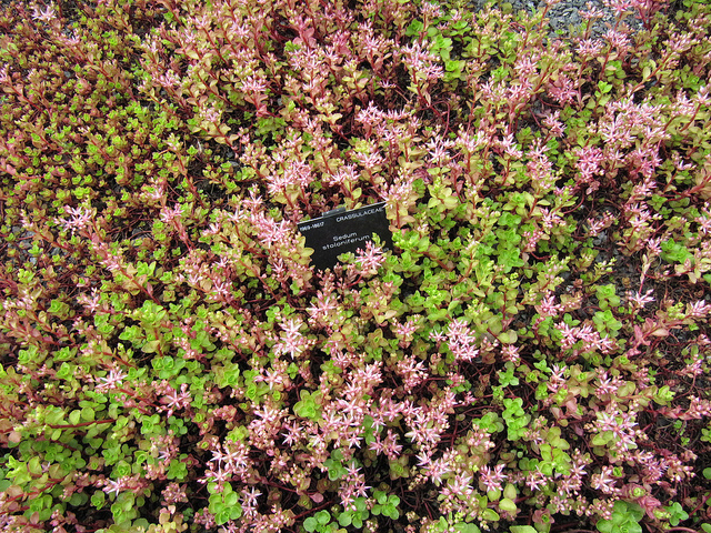 Sedum stoloniferum (Sedum stoloniferum)