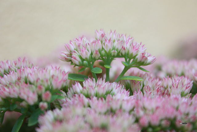 Hylotelephium telephium
