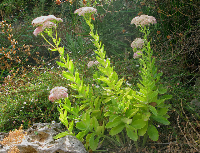 Hylotelephium telephium