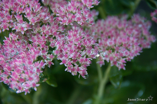 Hylotelephium telephium (Sedum telephium)