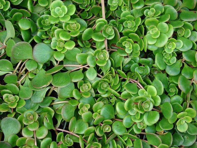 Sedum tetractinum