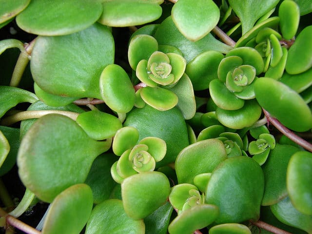 Sedum tetractinum