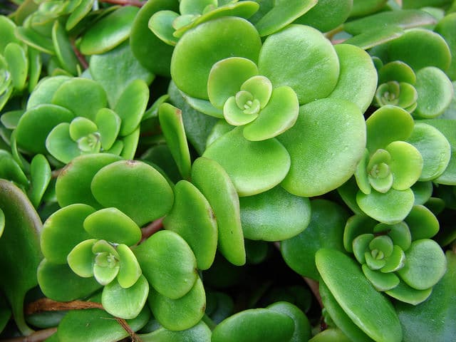 Sedum tetractinum