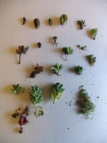 Sedum treleasei