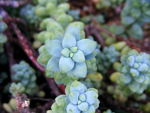 Sedum treleasei