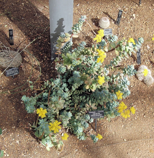 Sedum treleasei