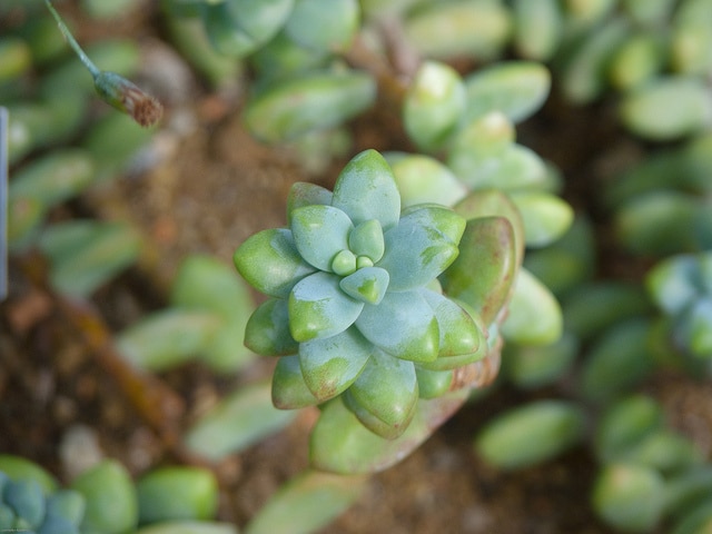 Sedum treleasei
