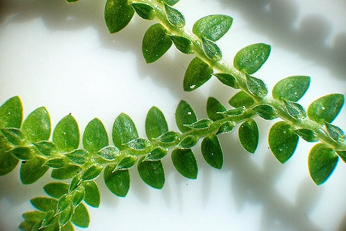 Selaginella apoda (Selaginella apoda)