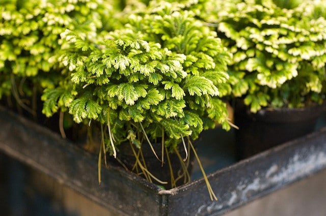 Selaginella apoda