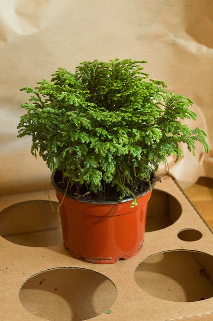 Selaginella apoda