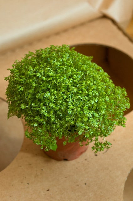 Selaginella apoda